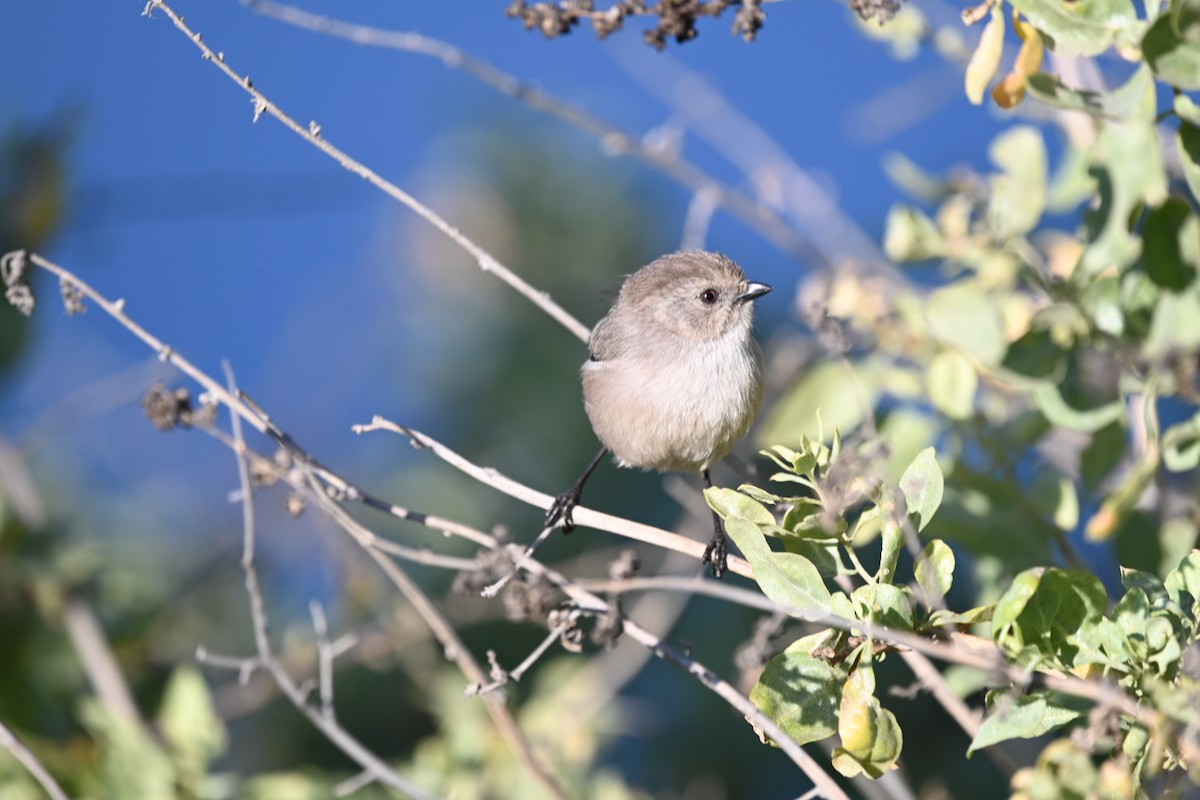 Bushtit - ML392331201