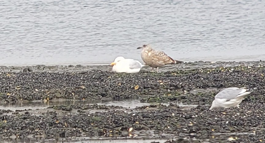 Herring x Glaucous Gull (hybrid) - Rick Wright