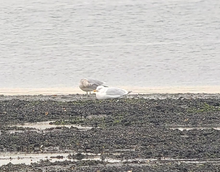 Herring x Glaucous Gull (hybrid) - Rick Wright