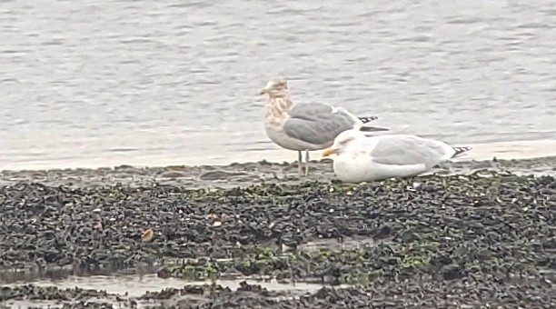 Gaviota Argéntea x Gavión Hiperbóreo (híbrido) - ML392333881