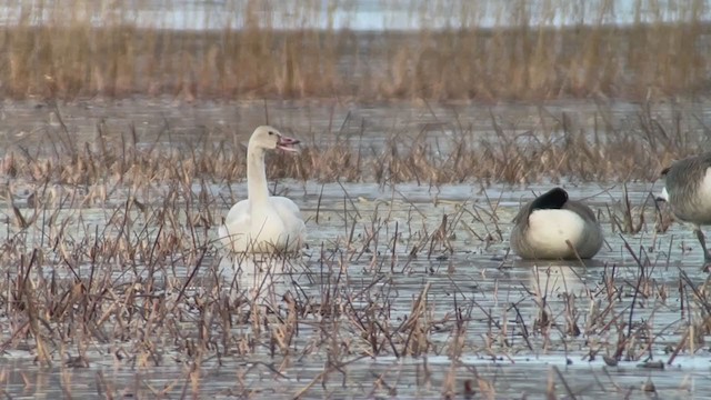 Tundra Swan - ML392336911