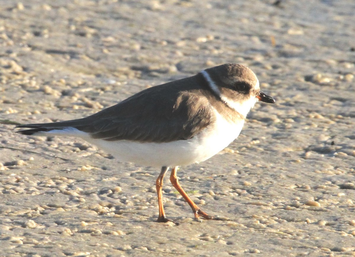 Semipalmated Plover - ML392337331