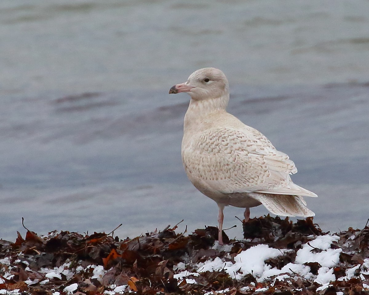 Glaucous Gull - Bruce Robinson