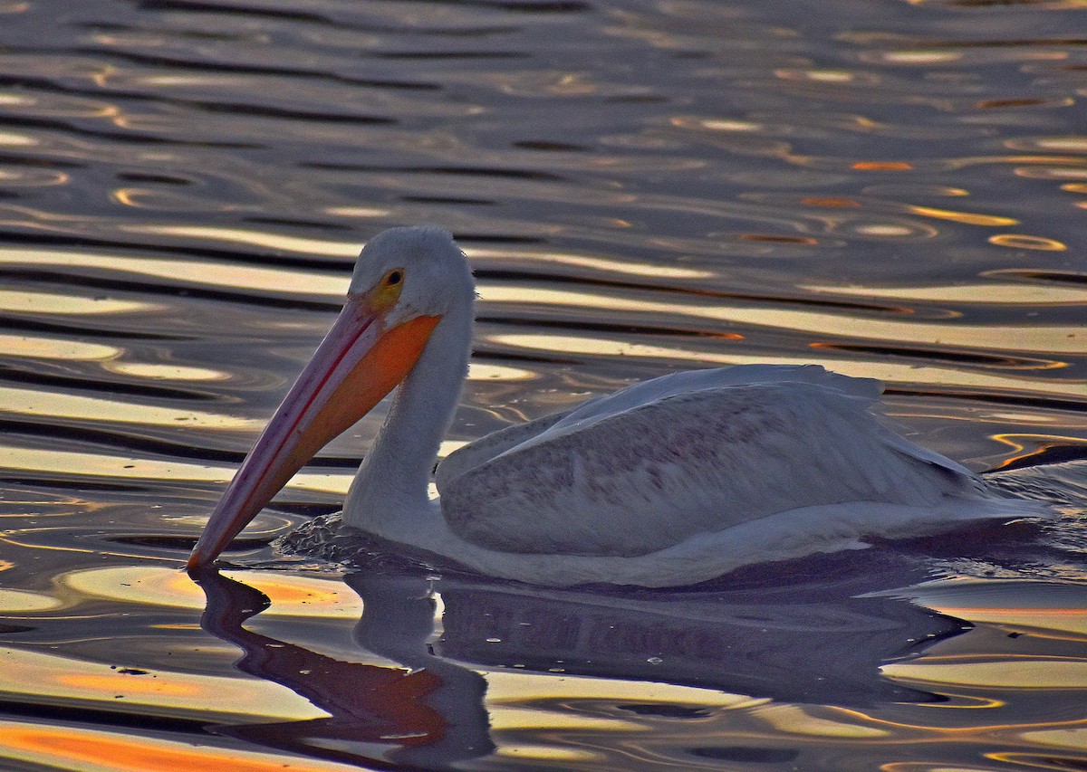 American White Pelican - Tanner Marsh