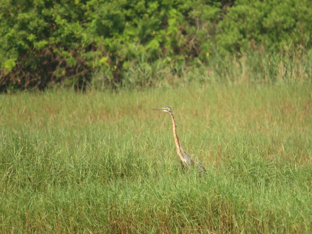 Purple Heron - ML39234171