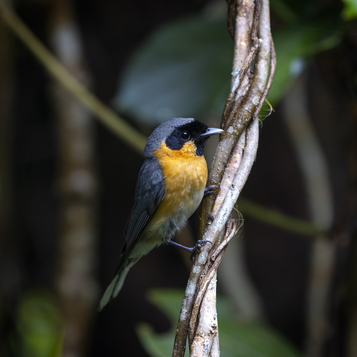 Spectacled Monarch - ML392343281