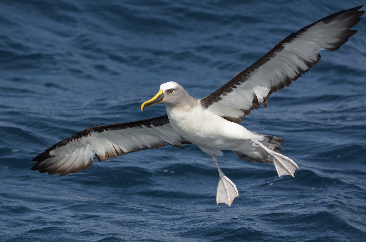 Buller's Albatross - ML392344571