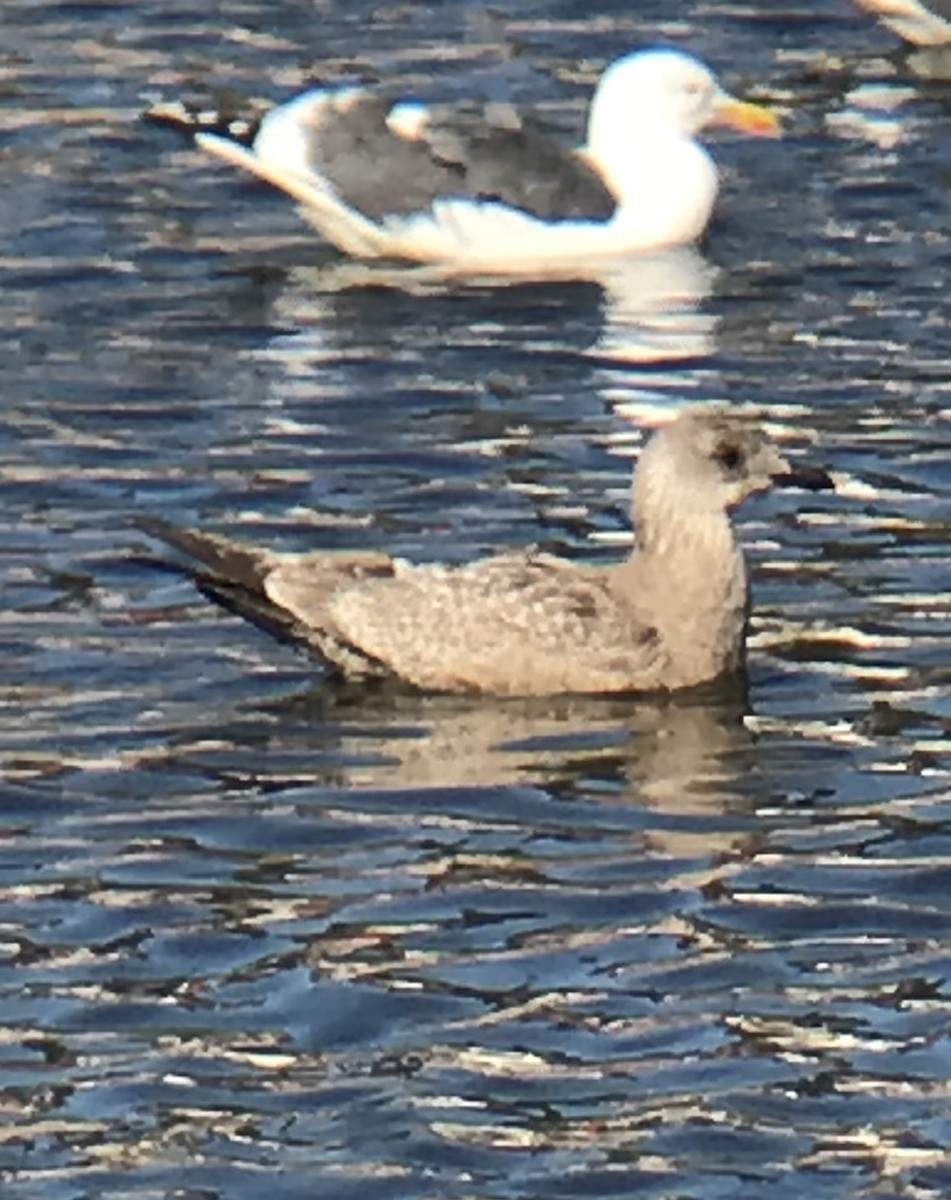 Iceland Gull (Thayer's) - ML392345411