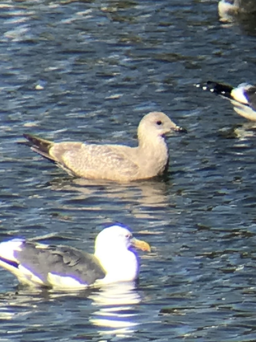 Iceland Gull (Thayer's) - ML392345441