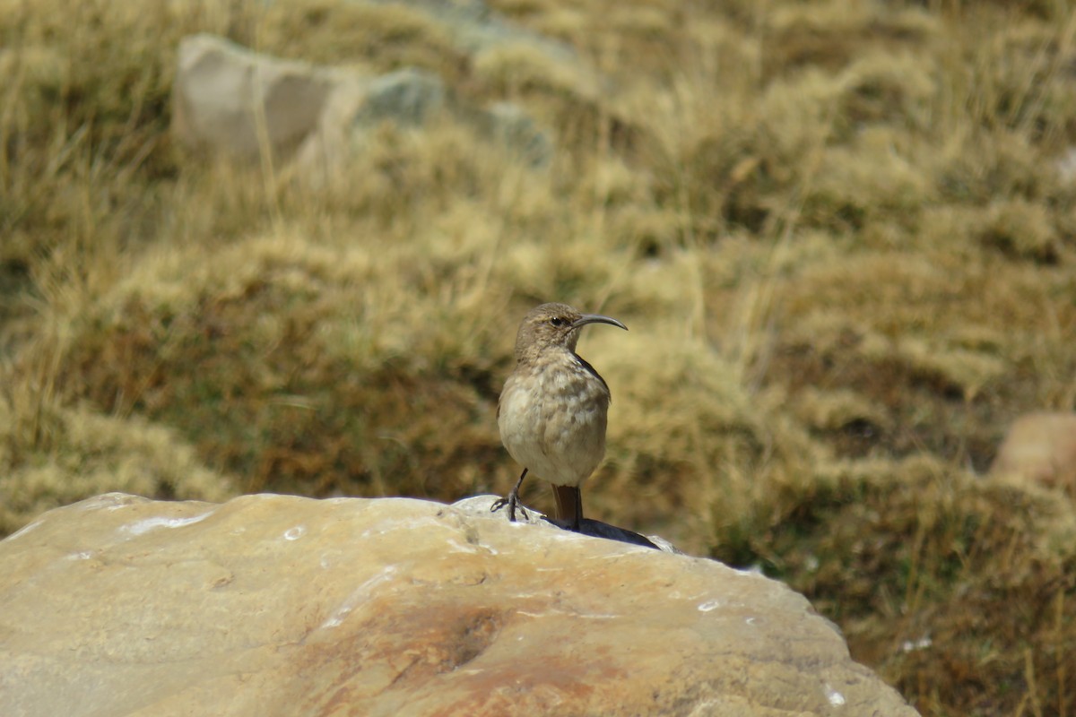 Buff-breasted Earthcreeper - ML392346251