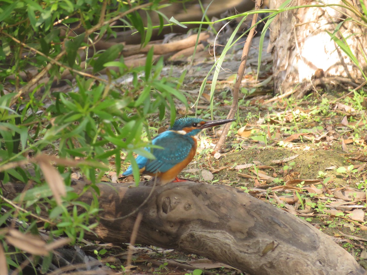 Common Kingfisher - Chen Jia Hong