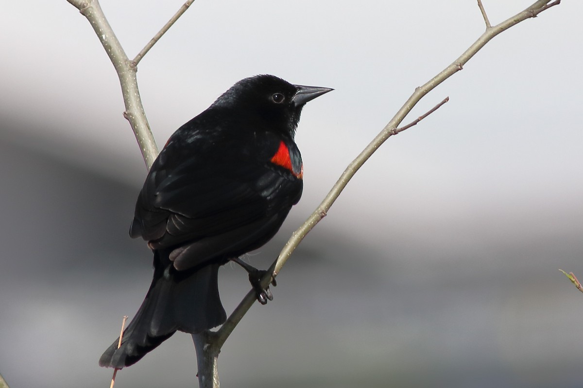 Red-winged Blackbird - ML392346861