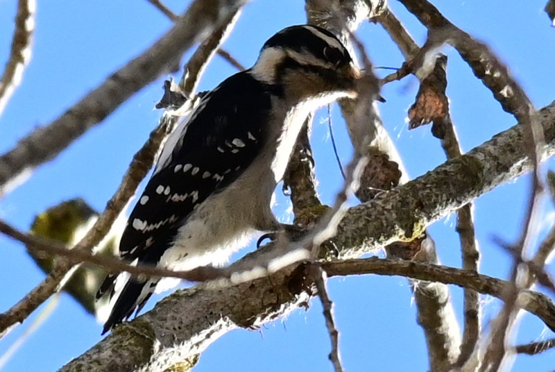 Downy Woodpecker - ML392347221