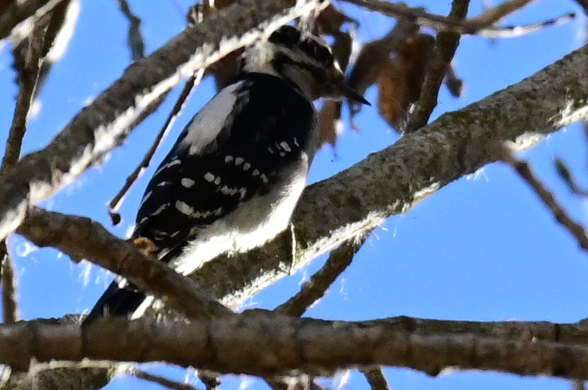 Downy Woodpecker - ML392347231