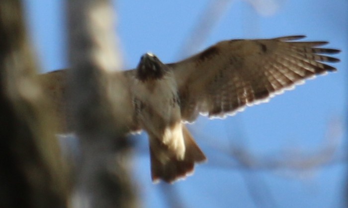 Red-tailed Hawk - ML392348591
