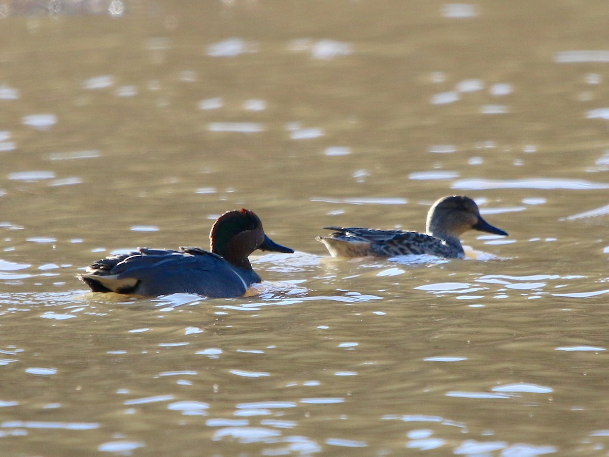 Green-winged Teal - ML392349011