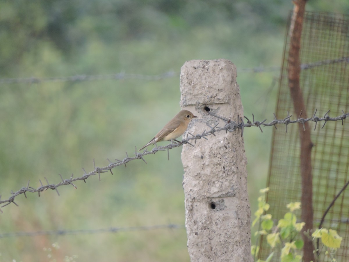 Taiga/Red-breasted Flycatcher - ML392349201