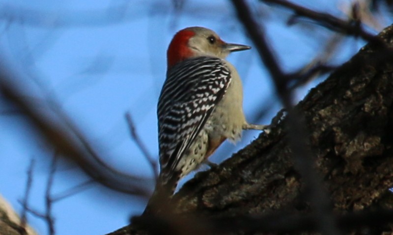 Red-bellied Woodpecker - ML392350891