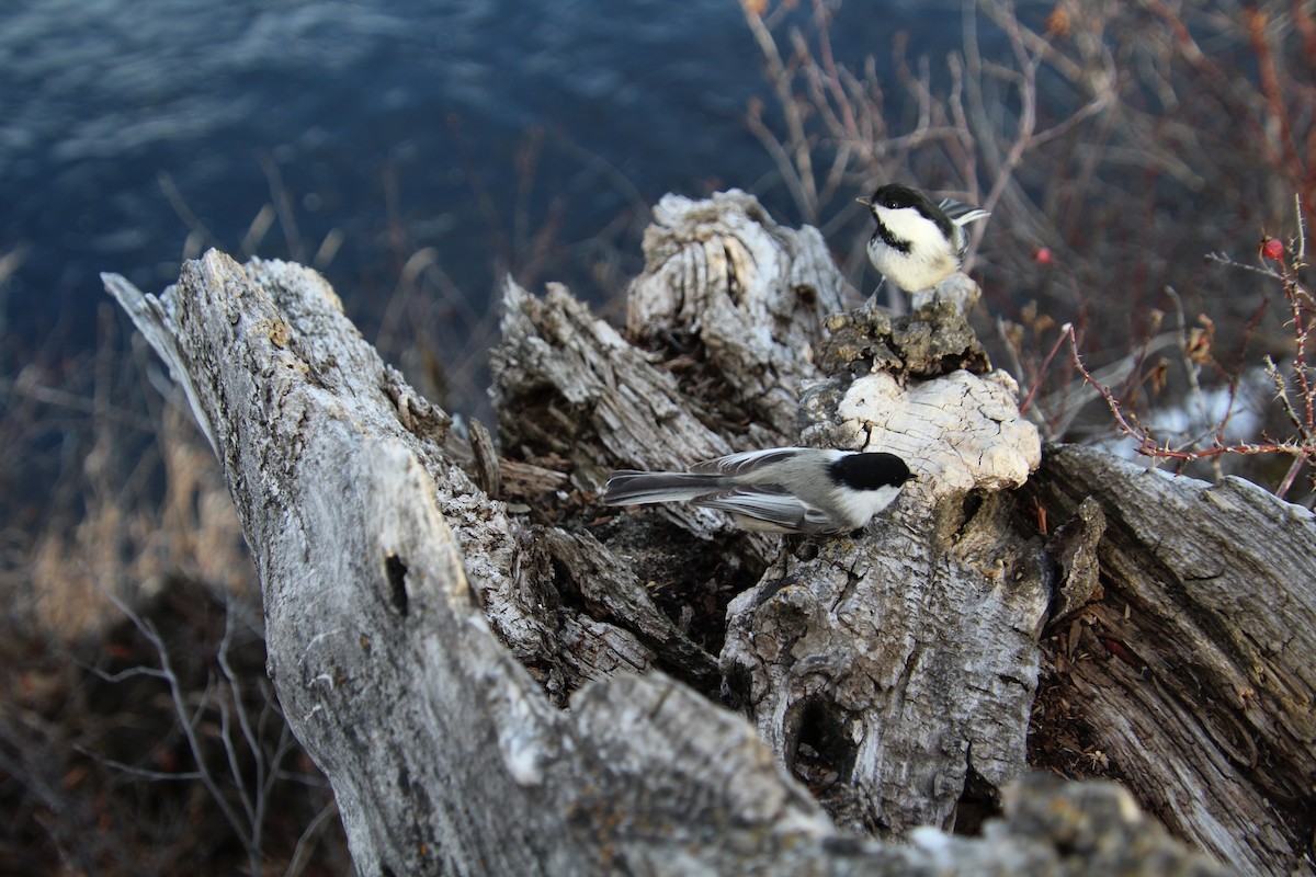 Black-capped Chickadee - Elaine Cassidy