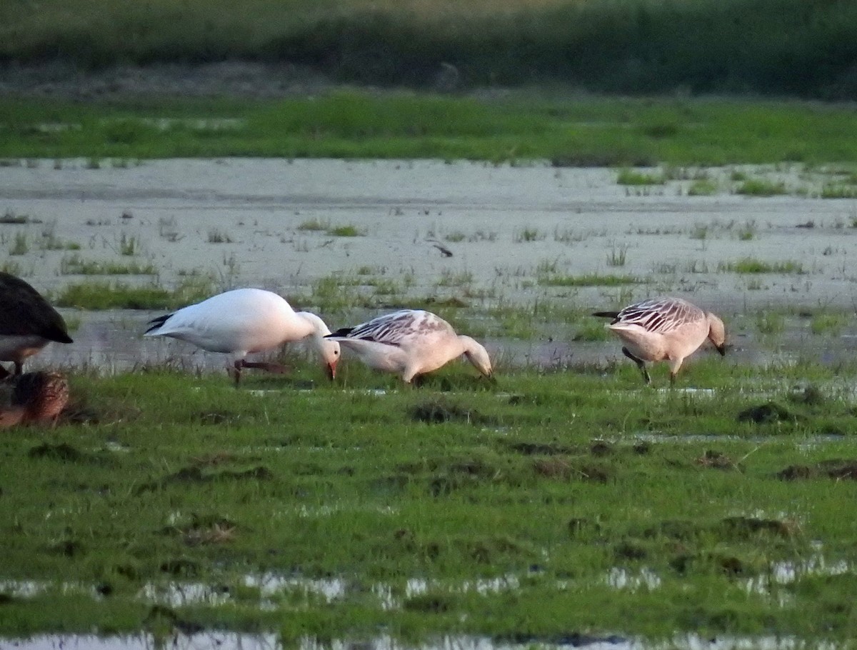 Snow Goose - ML392351911