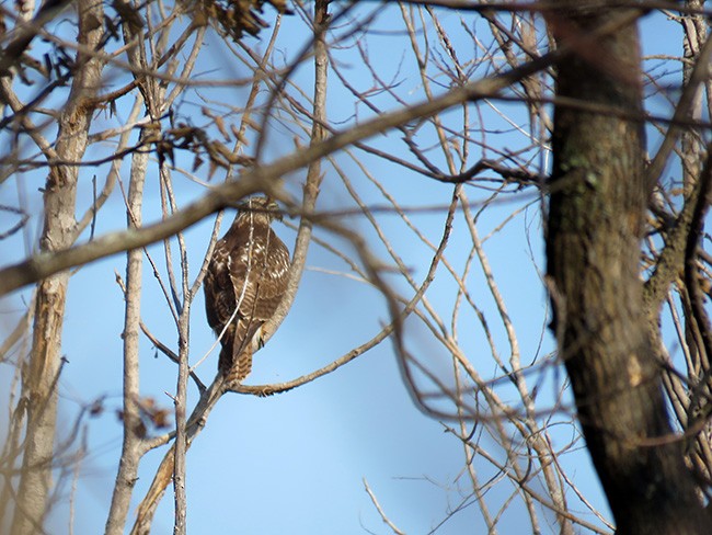 Red-tailed Hawk - ML392353211