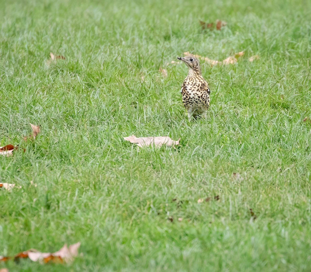 Mistle Thrush - ML392353311