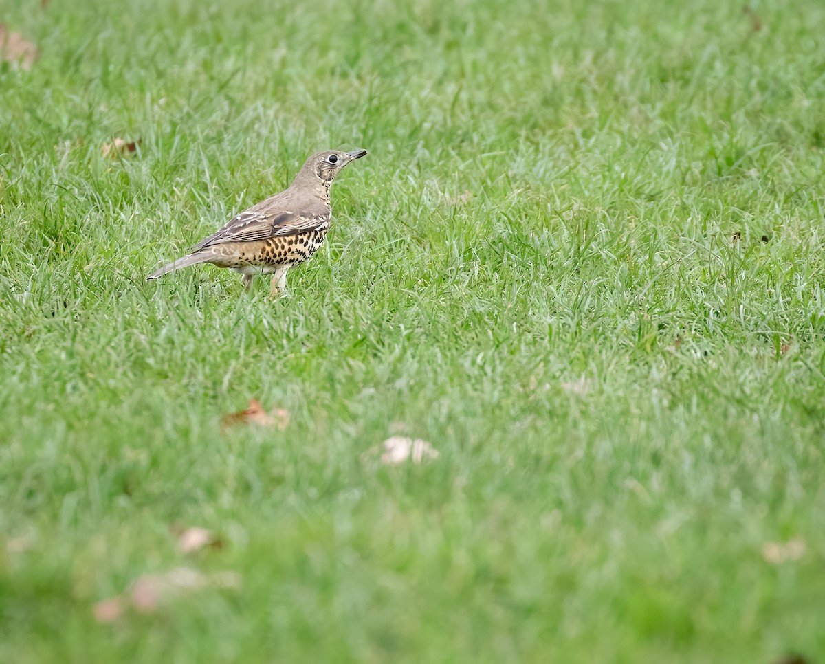 Mistle Thrush - ML392353321