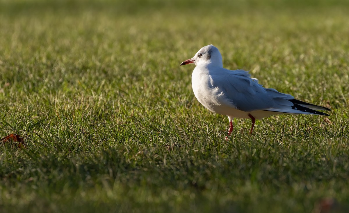Black-headed Gull - ML392353831