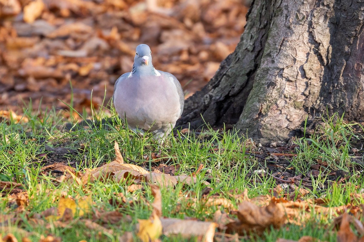 Common Wood-Pigeon - ML392353911