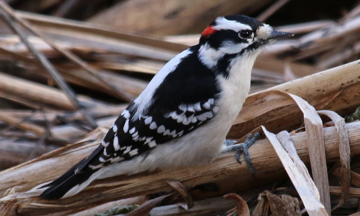 Downy Woodpecker - ML392354201