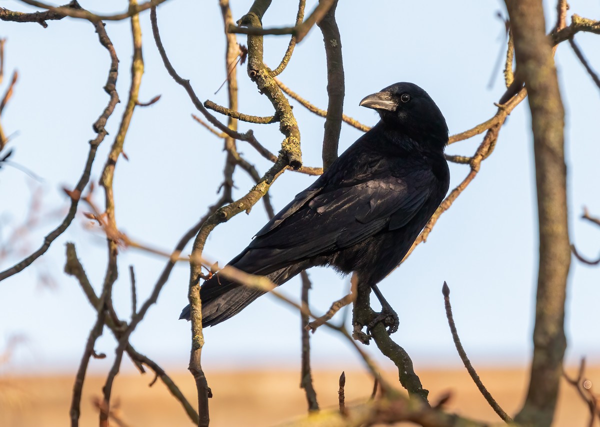 Carrion Crow - ML392354411