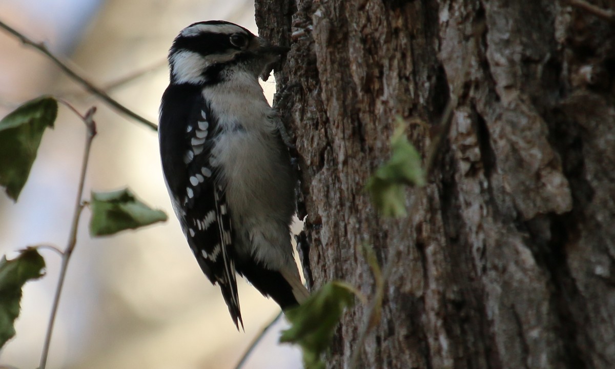 Downy Woodpecker - ML392354461