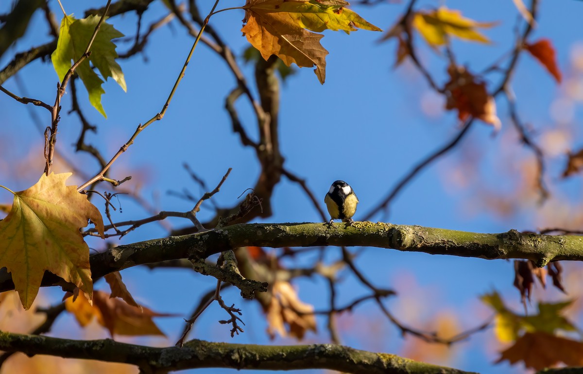 Great Tit - ML392354521