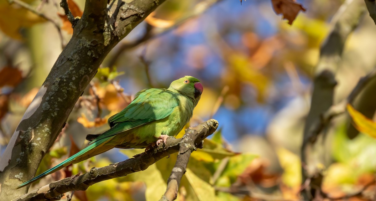 Rose-ringed Parakeet - ML392354841