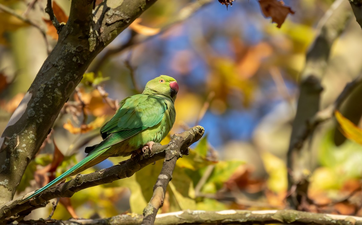 Rose-ringed Parakeet - ML392354861