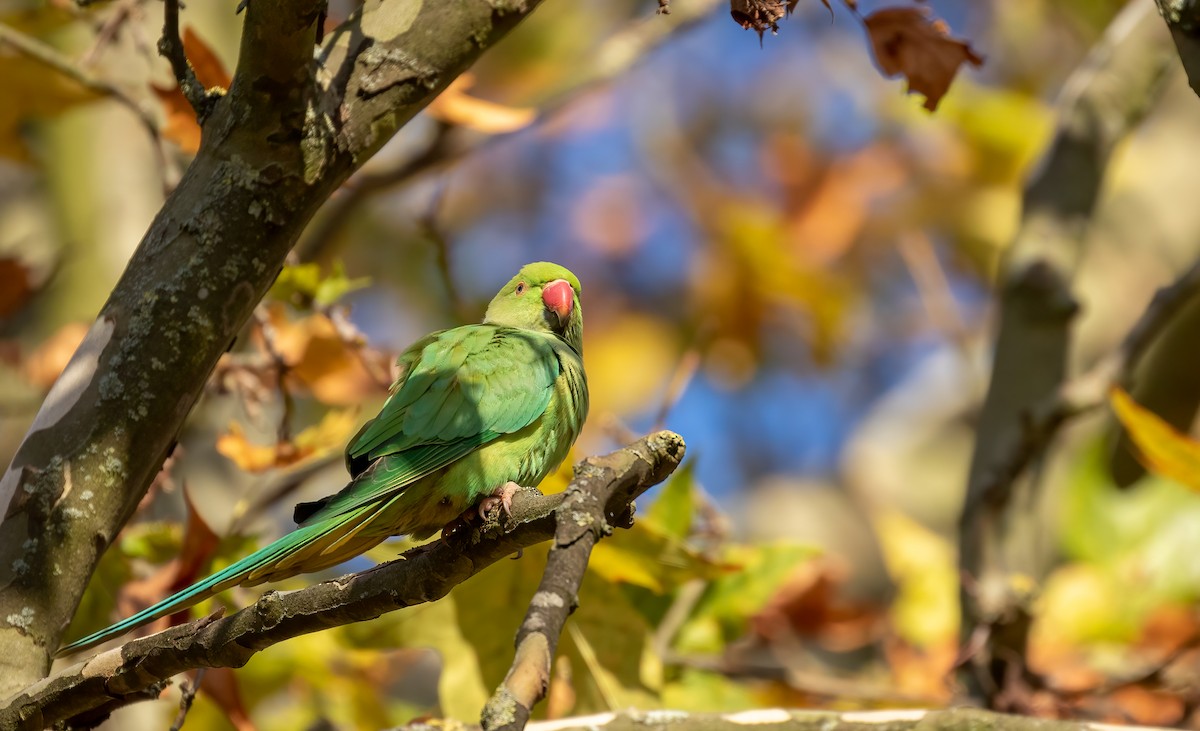 Rose-ringed Parakeet - ML392354871