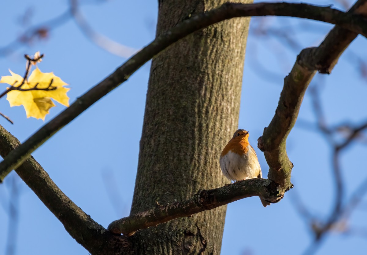European Robin - ML392355041