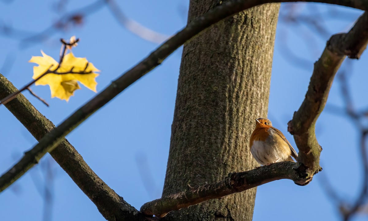 European Robin - ML392355061