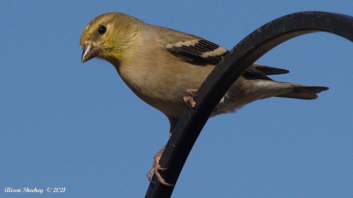 American Goldfinch - Alison Sheehey