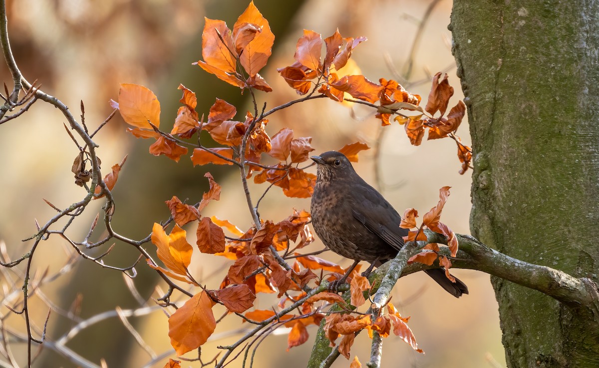 Eurasian Blackbird - ML392355181