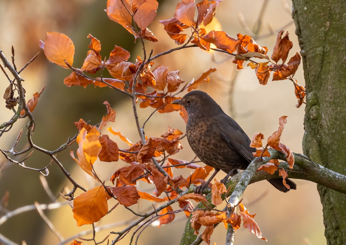 Eurasian Blackbird - ML392355201