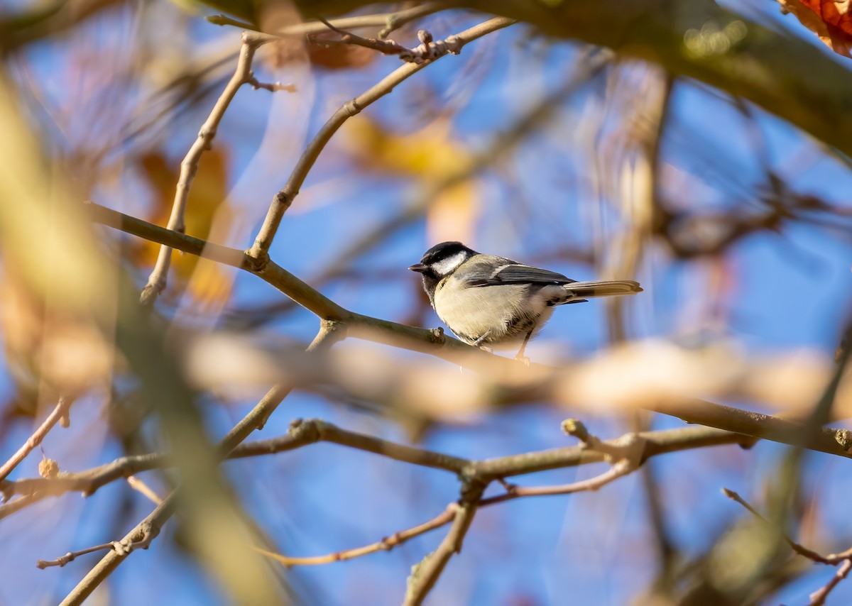Great Tit - ML392355431