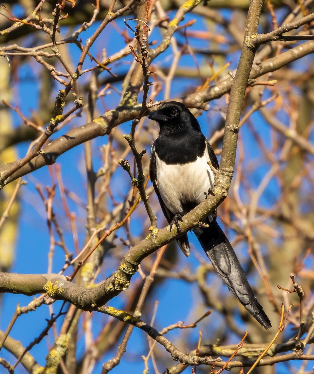 Eurasian Magpie - ML392355561