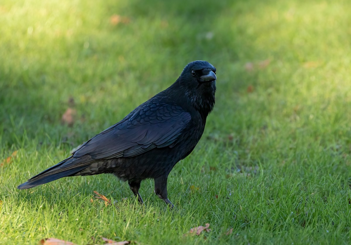 Carrion Crow - ML392355681
