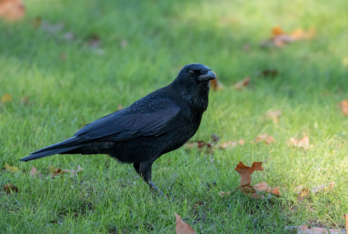 Carrion Crow - ML392355711