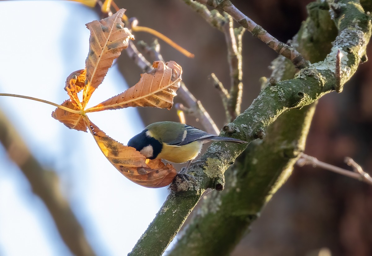 Great Tit - ML392355941