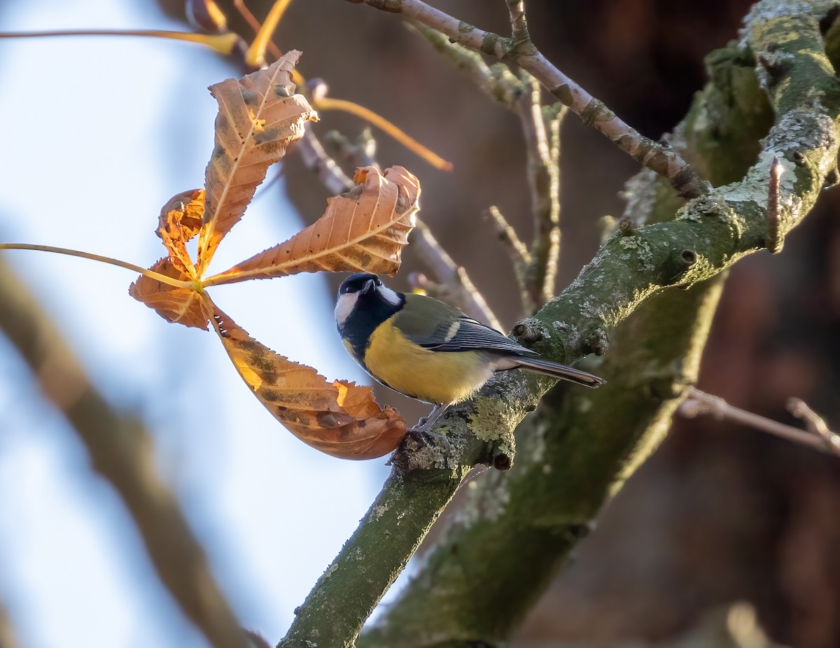 Great Tit - ML392355951