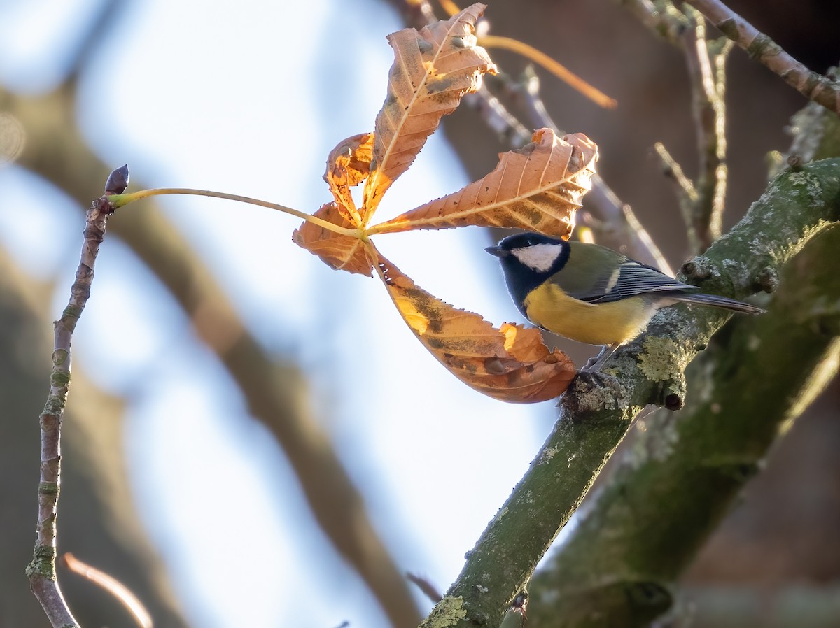 Great Tit - ML392355961