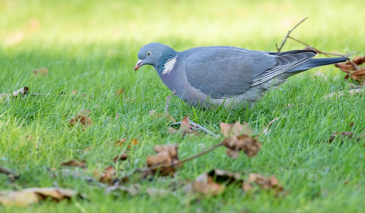 Common Wood-Pigeon - ML392356111