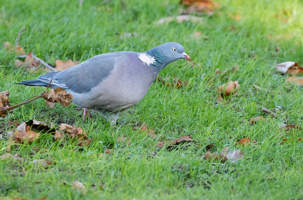 Common Wood-Pigeon - ML392356121